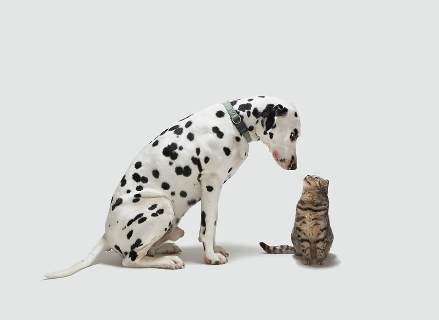 Animal Digital Art - A Dog Looking At A Cat #1 by Tim Macpherson