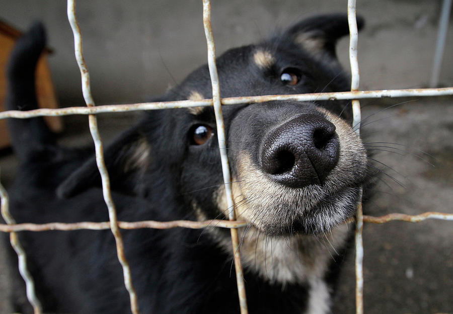 A Dog Stares out from Its Cage Photograph by David Mdzinarishvili - Pixels