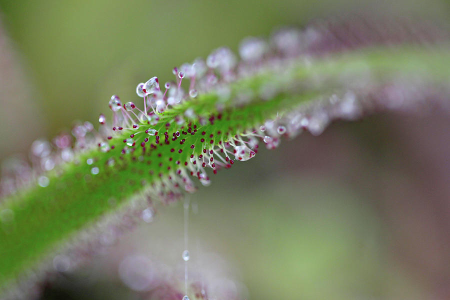 A Drosera Capensis is Seen Photograph by Luisa Gonzalez - Fine Art America