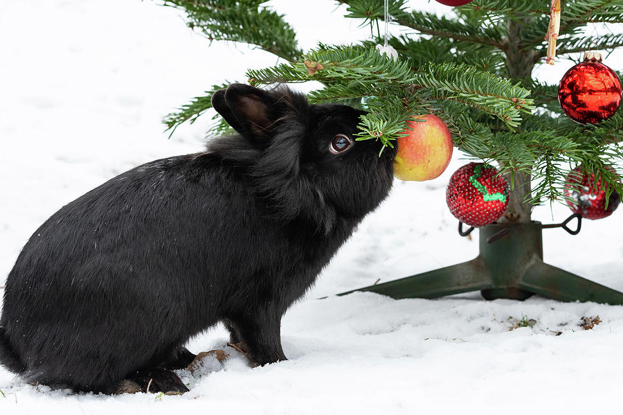 A dwarf rabbit eating an apple hanging on a christmas tree Photograph