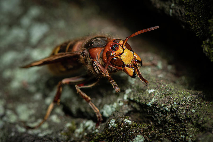 Nature Photograph - A European hornet sitting on a tree #1 by Stefan Rotter