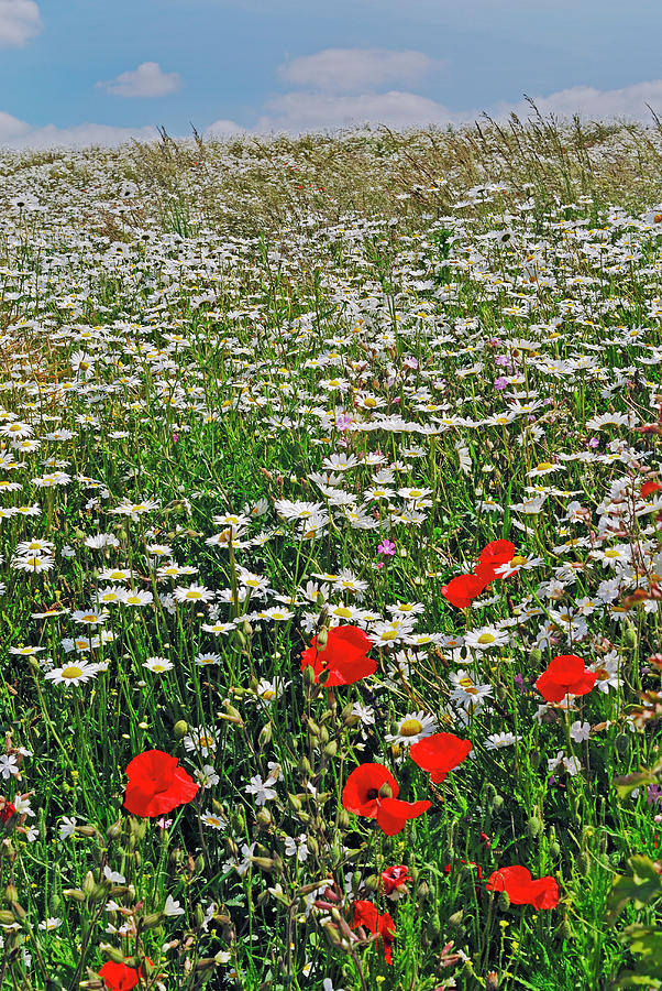 A Farmland Field Of Flowers #1 Photograph by David Gould