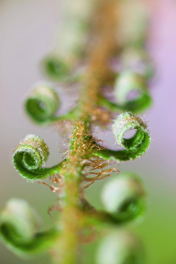 A Fern Beginning To Grow On Mount Hood #1 Photograph by Design Pics / Craig Tuttle