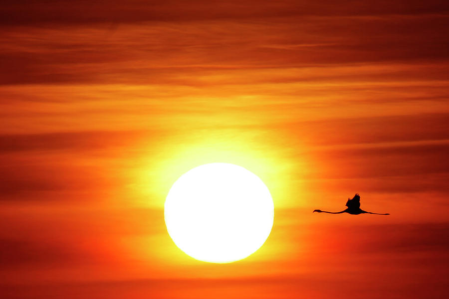 A Flamingo Flies During Sunrise Photograph by Jon Nazca - Fine Art America