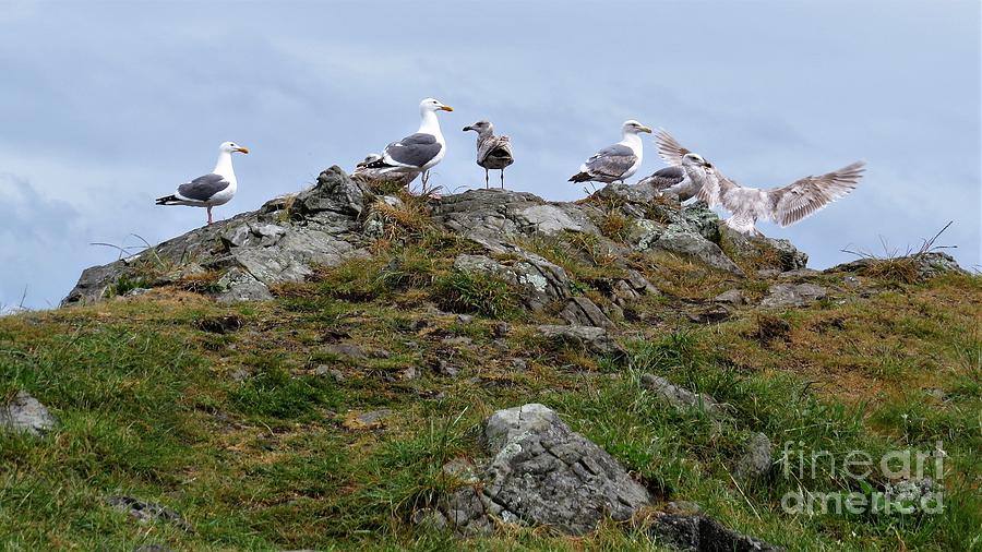 1 - A Flock Of Clever Seagulls Photograph by Linda Vanoudenhaegen