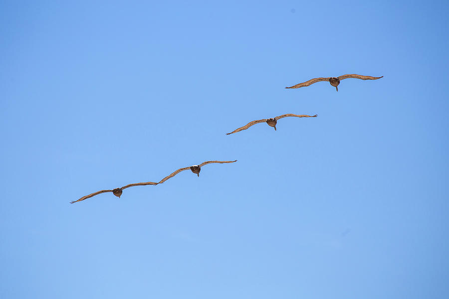 A Flock of Pelicans 6 by David Stasiak A Flock of Pelicans 6 by David Stasiak