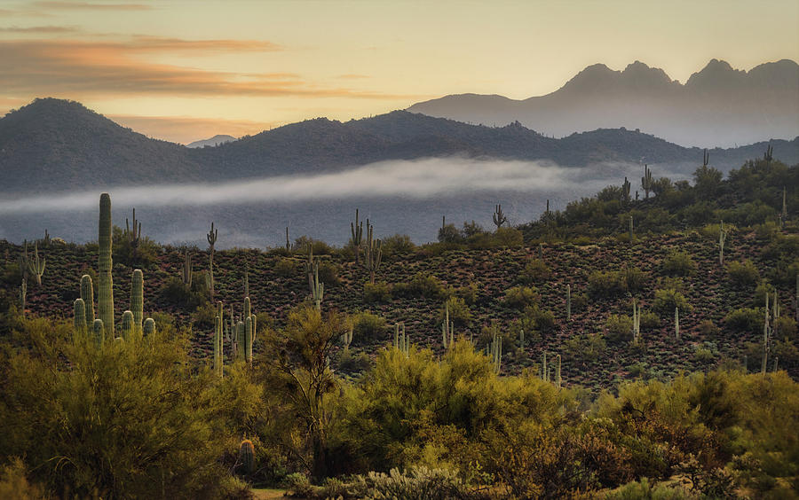 A Foggy Desert Morning  #1 Photograph by Saija Lehtonen