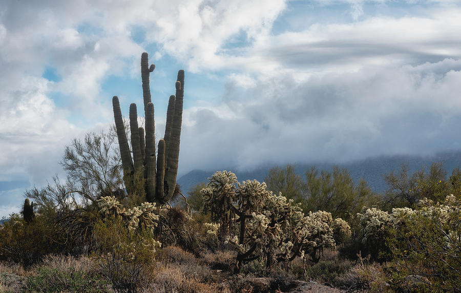 A Foggy Sonoran Day  #2 Photograph by Saija Lehtonen