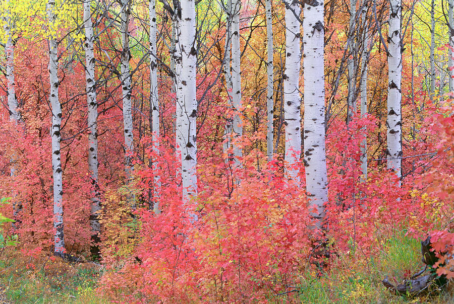 A Forest Of Aspen Trees In The Wasatch Photograph by Mint Images - David Schultz