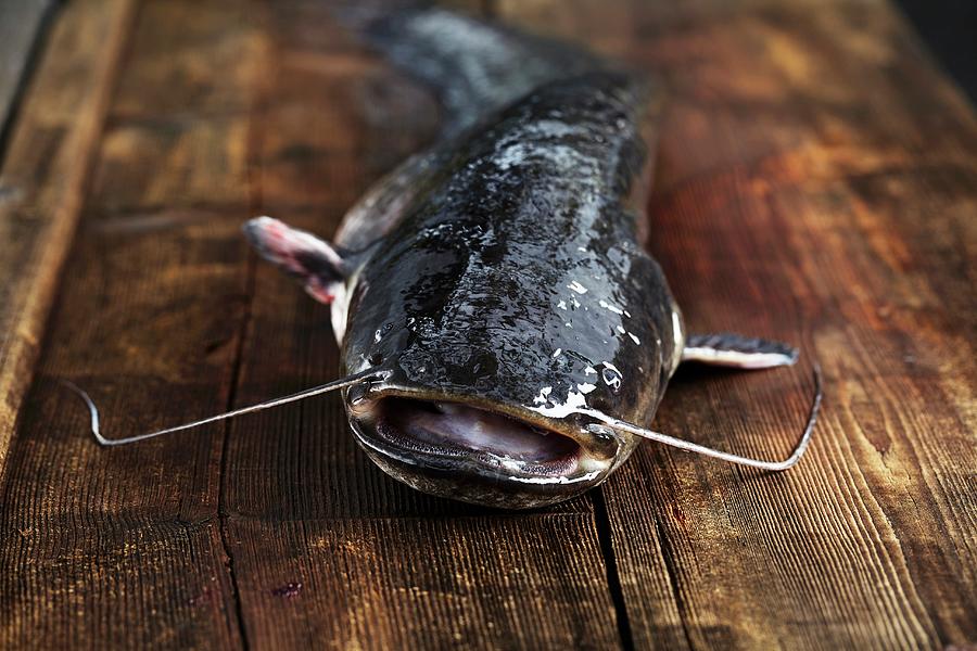 A Freshly Caught Catfish On A Wooden Board #1 Photograph by Herbert Lehmann