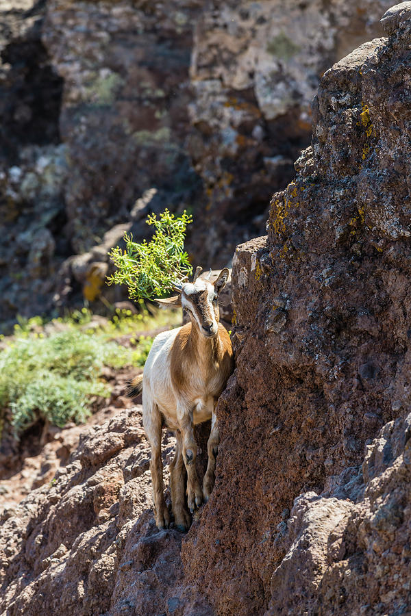 A Goat Climbs In The Mountains Of Garajonay National Park, Valle Gran Rey, La Gomera, Canary Islands, Spain #1 Photograph by Helge Bias