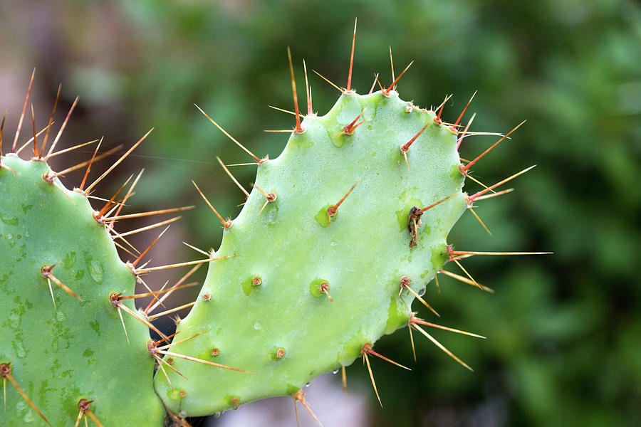 Nature Photograph - A Green Cactus Plant With Many Spikes #1 by Cavan Images