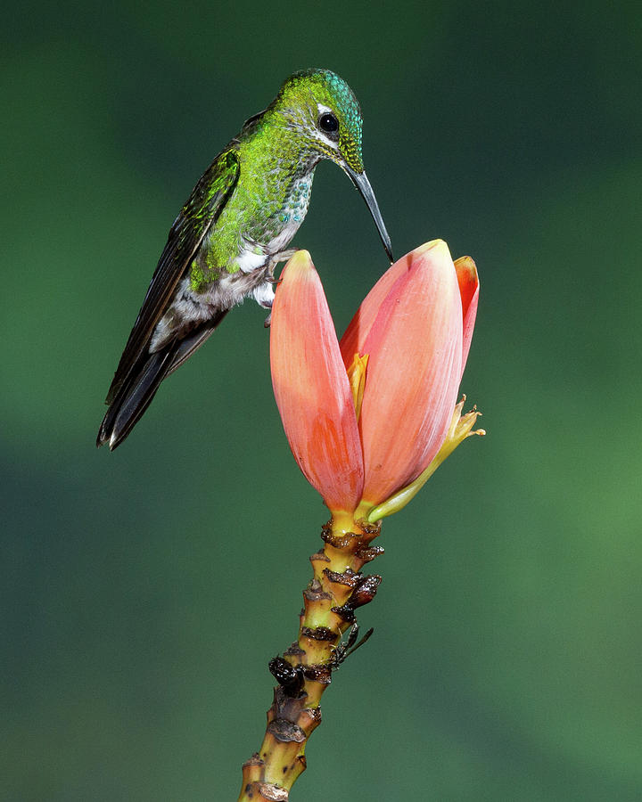 A Green-crowned Brilliant Hummingbird Photograph By Jon G. Fuller ...