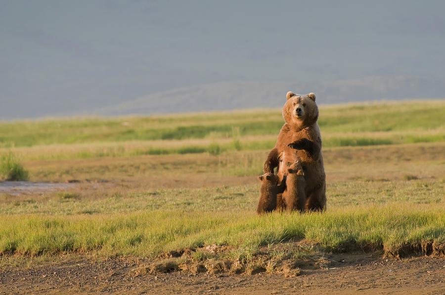A Grizzly Bear Ursus Arctos Horribilis #1 Photograph by Design Pics / Deb Garside
