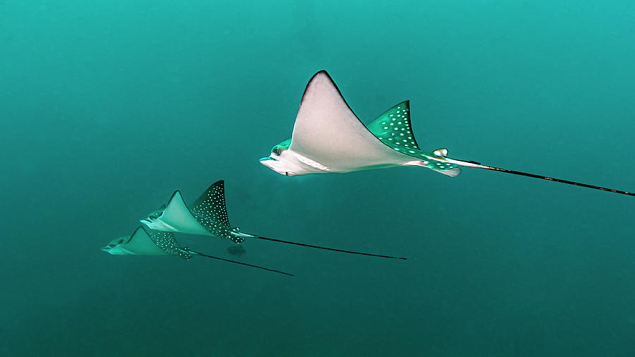 A Group Of Eagle Rays Myliobatidea #1 Photograph by Bruce Shafer