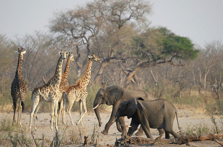 Nature Photograph - A Group of Elephants and Giraffes Walk #1 by Philimon Bulawayo