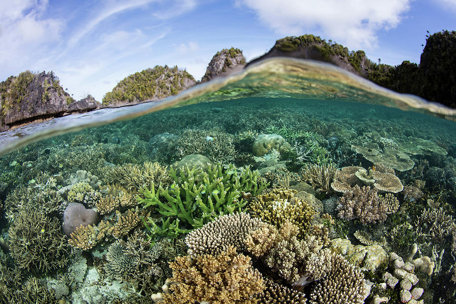 A Healthy And Beautiful Coral Reef Photograph by Ethan Daniels - Fine ...