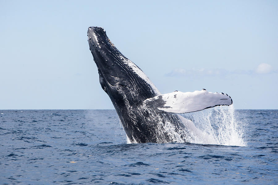 A Humpback Whale Breaches #1 Photograph by Ethan Daniels
