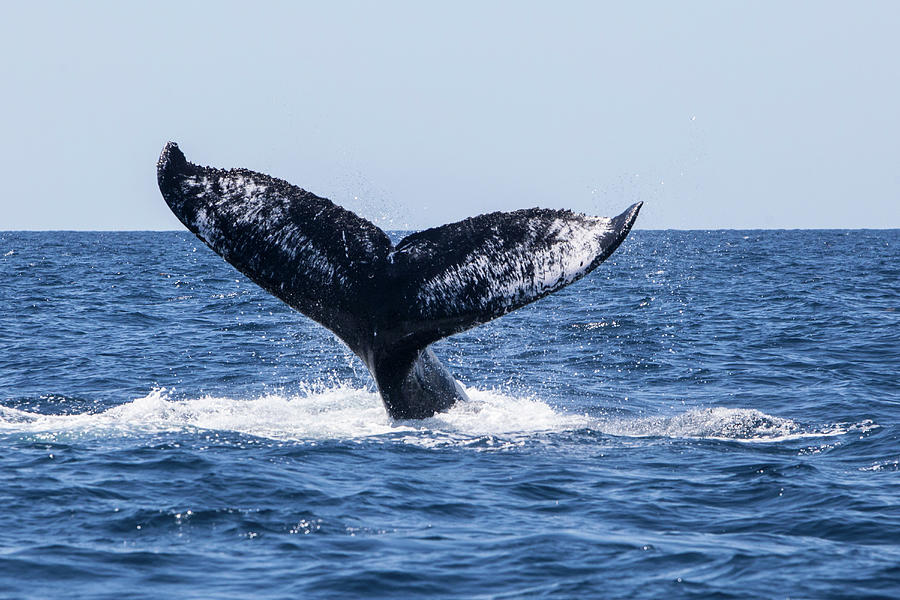 Wildlife Photograph - A Humpback Whale Raises Its Powerful #1 by Ethan Daniels
