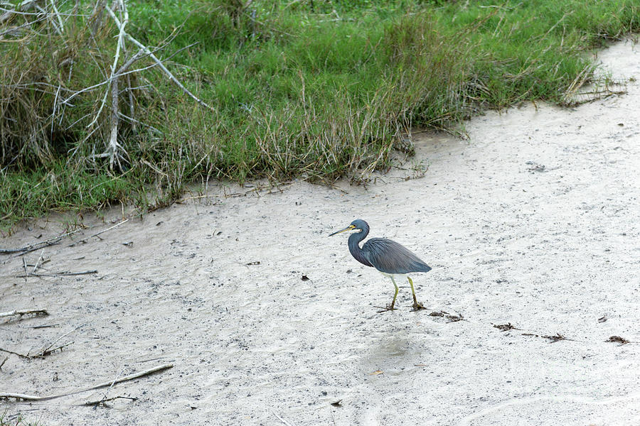 A Little Blue Heron walks across a mud flat at Ding Darling Nati #1 Photograph by William Kuta