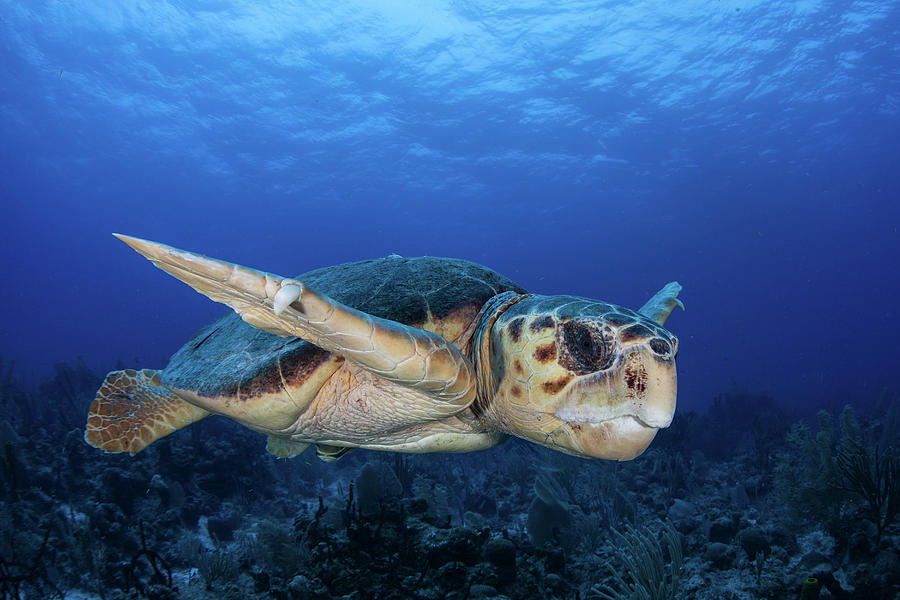 A Loggerhead Sea Turtle Swimming #1 Photograph by Ethan Daniels