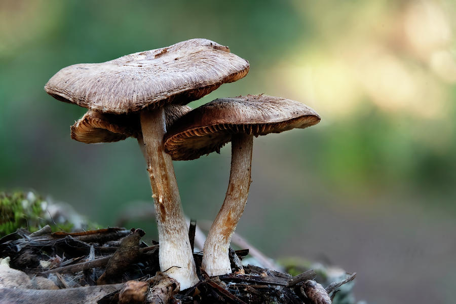 Mushroom Photograph - A Mushroom Forest Outdoor Macro Photgraphy #1 by Cavan Images
