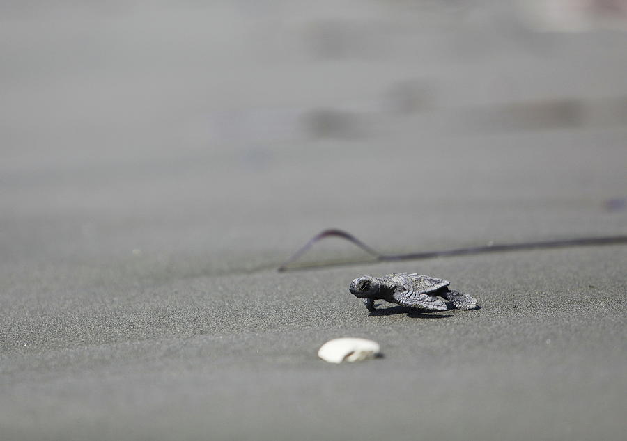 A Newly Hatched Baby Sea Turtle Makes Photograph by Yiannis Kourtoglou ...