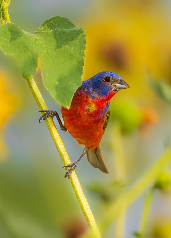 Nature Photograph - A Painted Bunting #1 by Mike He