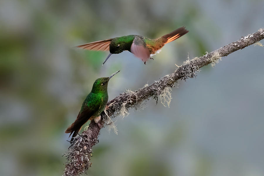 Nature Photograph - A Pair Of Buff-tailed Coronets #1 by Sheila Xu