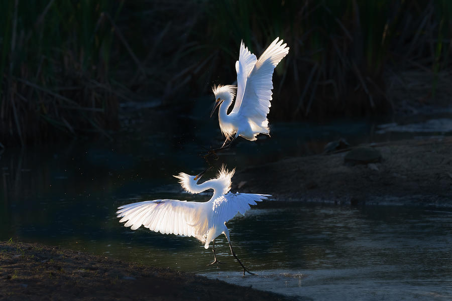 Nature Photograph - A Pair Of Snowy Egrets #1 by Sheila Xu