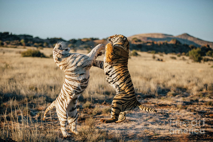 A Pair Of Tigers Fighting #1 Photograph by Chévon Leo