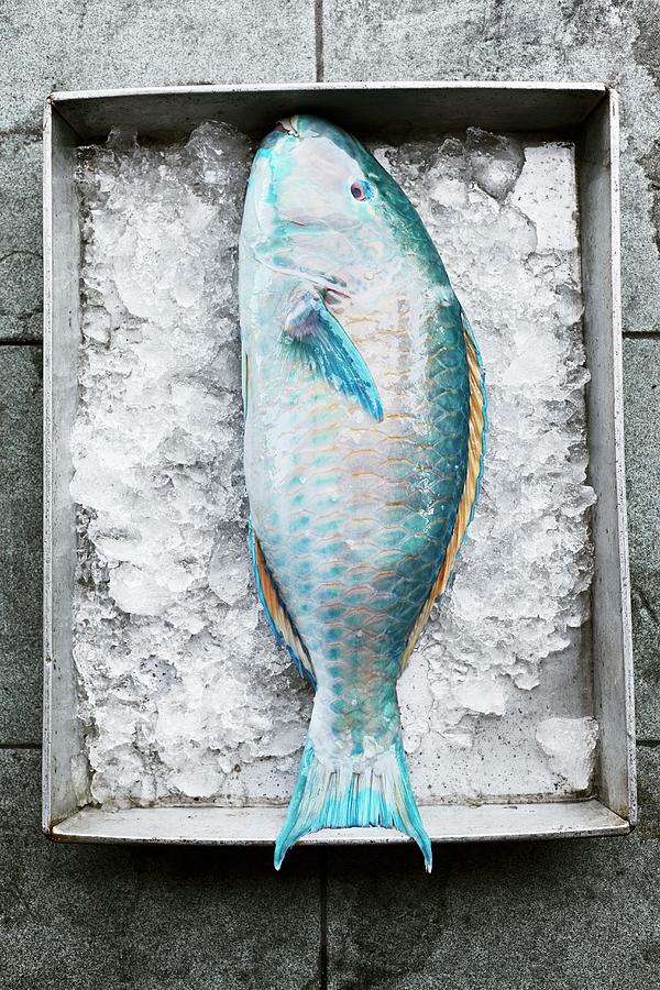 A Parrotfish #1 Photograph by Ulf Svane