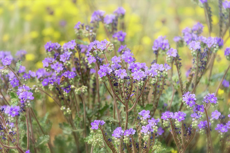 A Passion For Purple Flowers  Photograph by Saija Lehtonen