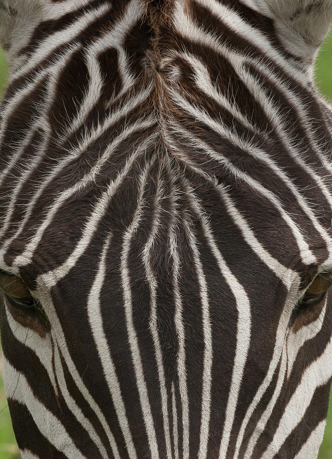 A Plains Zebra In Ngorongoro #1 Photograph by Mint Images - Art Wolfe