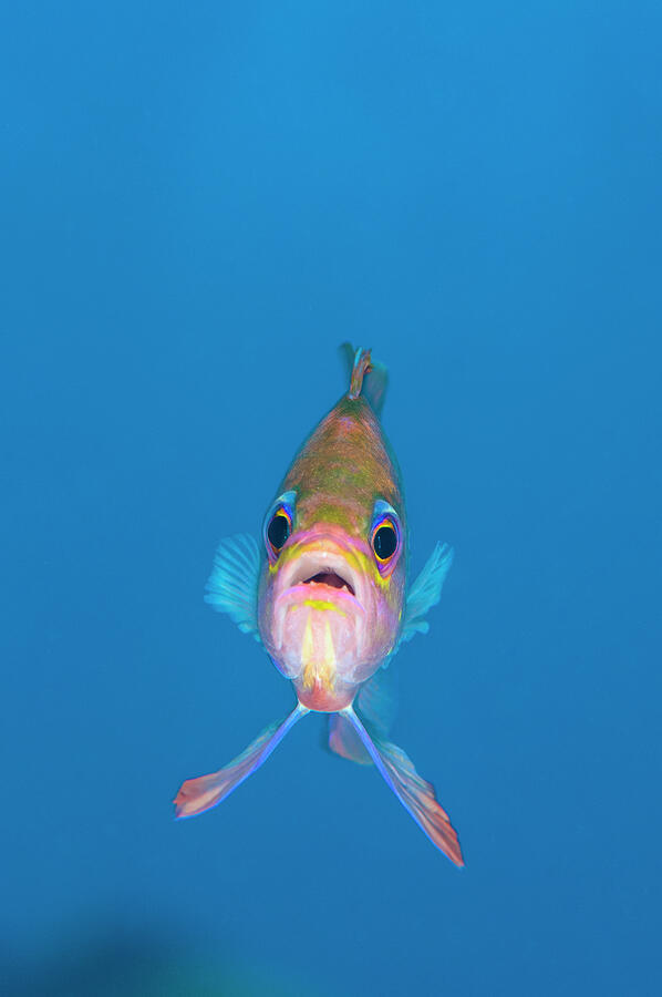 A Portrait Of A Mediterranean Anthias Against Open Water. #1 Photograph by Alex Mustard / Naturepl.com A Portrait Of A Mediterranean Anthias Against Open Water. #1 Photograph by Alex Mustard / Naturepl.com
