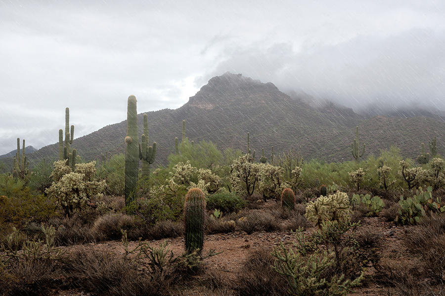 A Rainy Sonoran Day  #1 Photograph by Saija Lehtonen