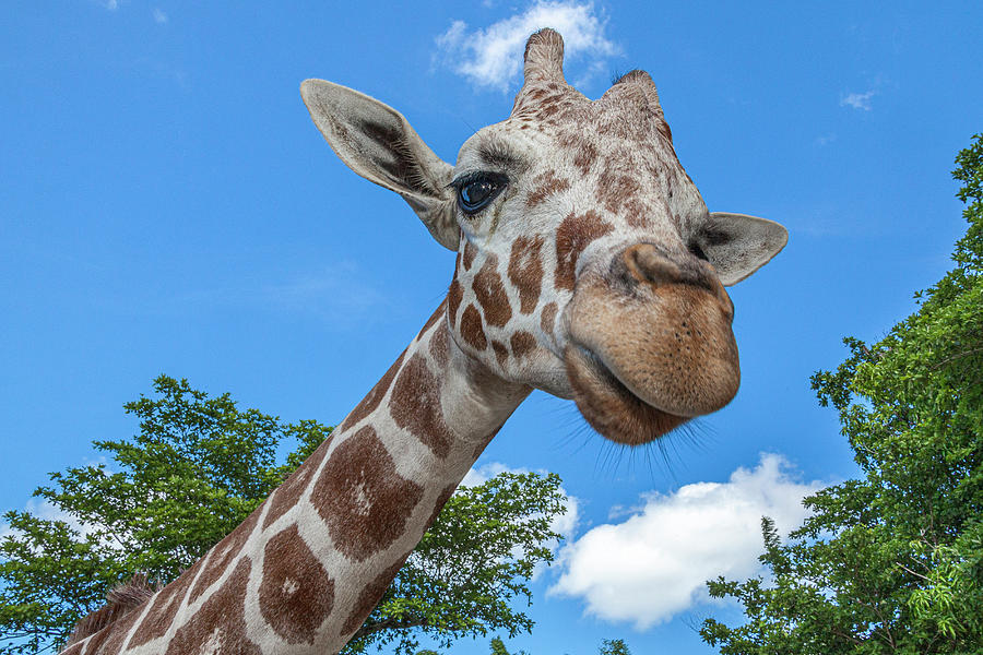 A Reticulated Giraffe's Height Gives Photograph by Larry Richardson