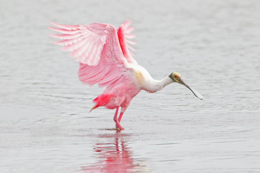 A Roseate Spoonbill With Wings Raised #1 Photograph by James Urbach A Roseate Spoonbill With Wings Raised #1 Photograph by James Urbach