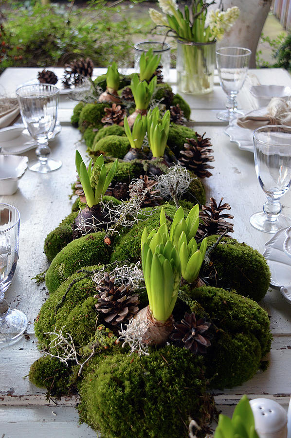 A Set Table With A Garland Of Moss With Hyacinths, Cones, And Ragwort In The Middle Of The Table #1 Photograph by Christin By Hof 9