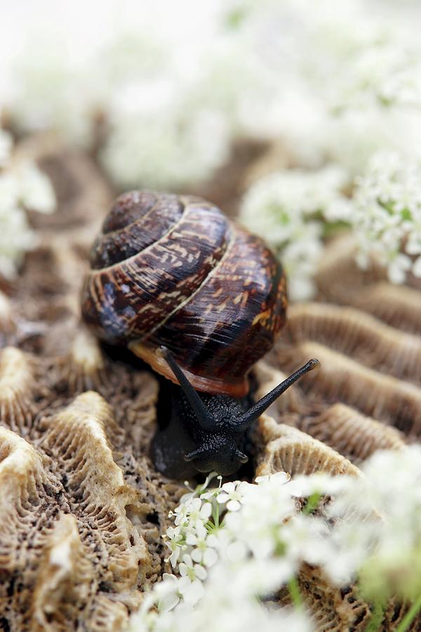 A Snail With Field Chervil #1 Photograph by Angelica Linnhoff