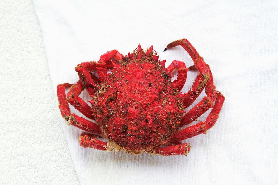 A Spider Crab From Galicia seen From Above #1 Photograph by Miriam Rapado
