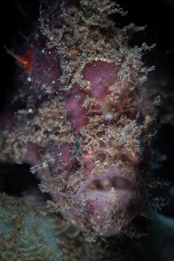 Fish Photograph - A Spotfin Frogfish, Antennarius #1 by Ethan Daniels