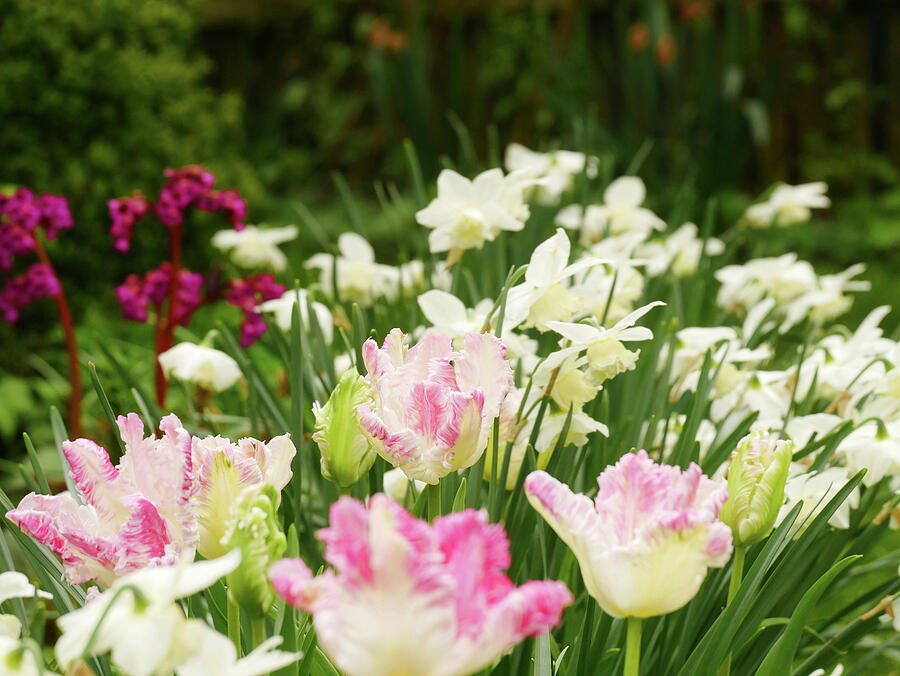 Flower Photograph - A Spring Bed In Pink And White With Daffodils And Parrot Tulips #1 by Brigitte Niemela