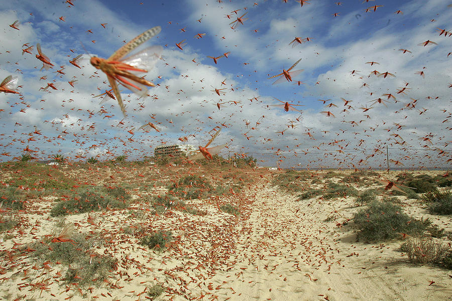 A Swarm of Locusts Flies over a Beach Photograph by Juan Medina Pixels