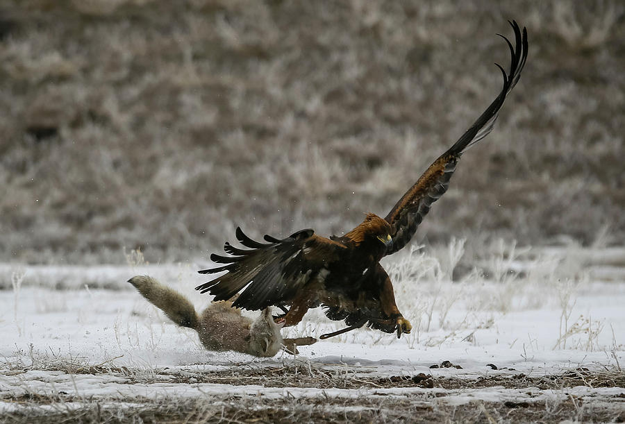 A Tamed Golden Eagle Attacks a Corsac Photograph by Shamil Zhumatov ...