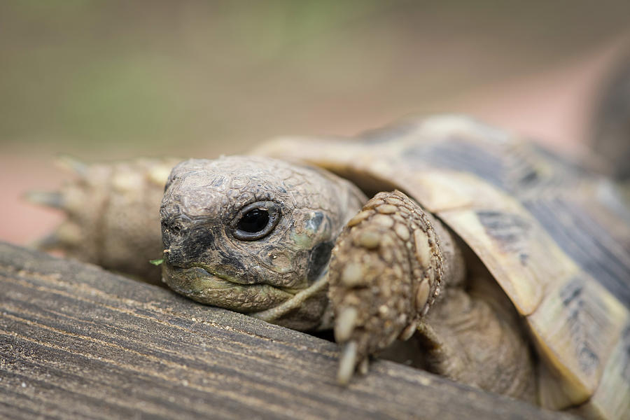 A tortoise climbing on a piece of wood Photograph by Stefan Rotter ...