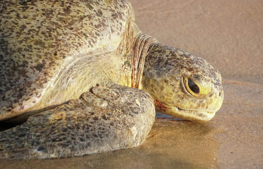 A Turtle is Released Photograph by Jose de Jesus Cortes - Fine Art America