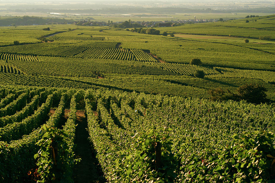 A Vineyard In Alsace #1 Photograph by Oliver Brachat