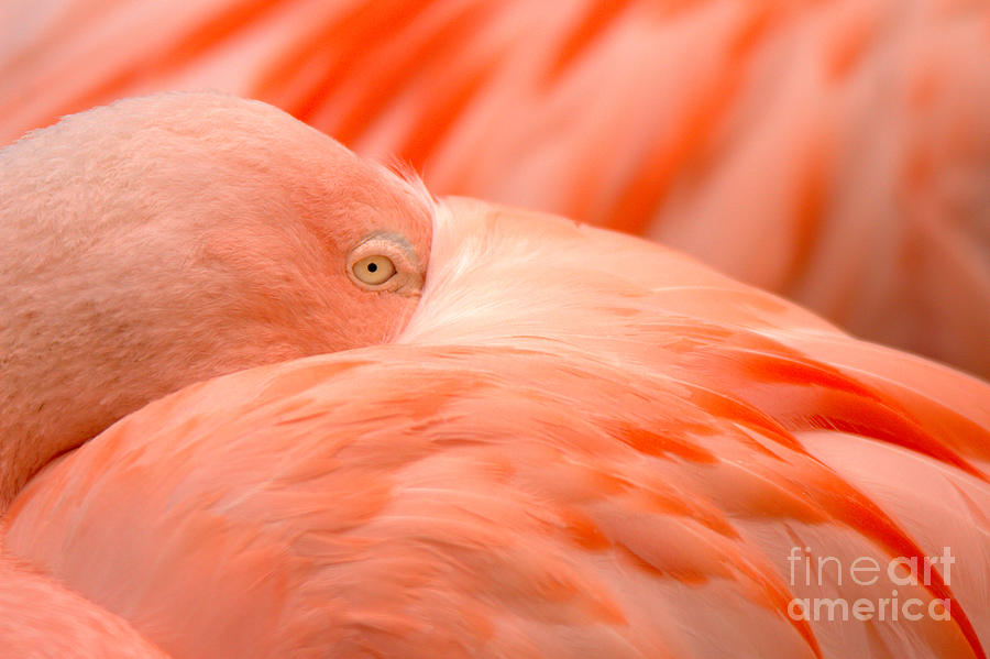 Wary Eye Of The Flamingo Photograph by Adam Jewell
