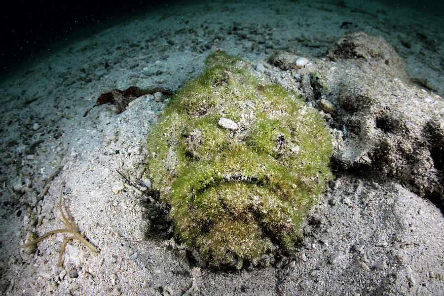 A Well-camouflaged Reef Stonefish Waits #1 Photograph by Ethan Daniels